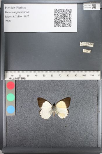Media type: image;   Entomology 131649